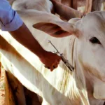 Casos de raiva em animais de produção em Goiás