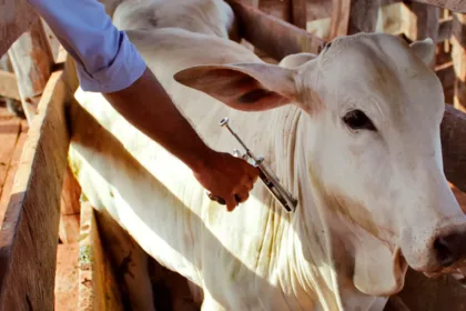 Casos de raiva em animais de produção em Goiás