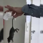 Homem com rosto roído por ratos em Chicago