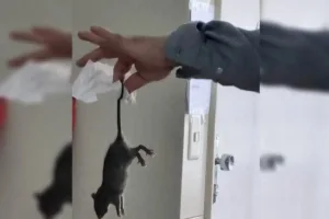 Homem com rosto roído por ratos em Chicago