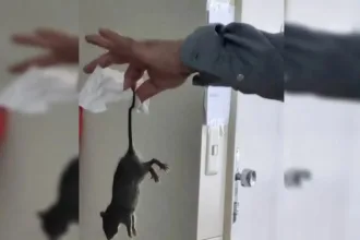 Homem com rosto roído por ratos em Chicago