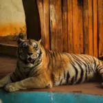 Taxidermia tigre-de-bengala no Zoológico de Goiânia
