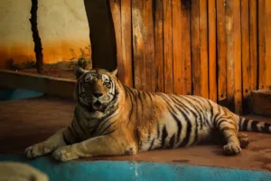 Taxidermia tigre-de-bengala no Zoológico de Goiânia
