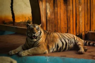 Taxidermia tigre-de-bengala no Zoológico de Goiânia