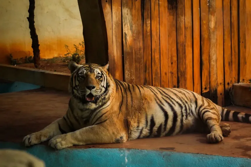 Taxidermia tigre-de-bengala no Zoológico de Goiânia