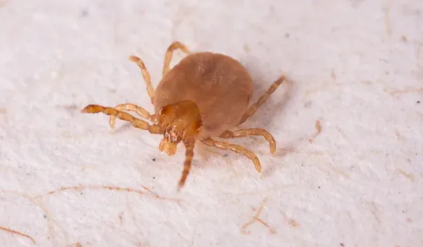 Casos de febre maculosa em Minas Gerais em 2026