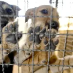 Página online para animais perdidos em Goiânia