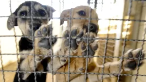 Página online para animais perdidos em Goiânia