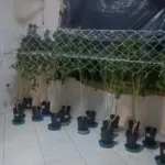 Furto de energia elétrica descoberto em estufa de maconha