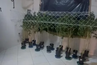 Furto de energia elétrica descoberto em estufa de maconha