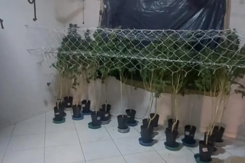 Furto de energia elétrica descoberto em estufa de maconha