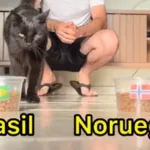 Animais videntes do ZooFoz preveem vitória do Brasil