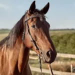acidente cavalo criança em Bela Vista de Goiás