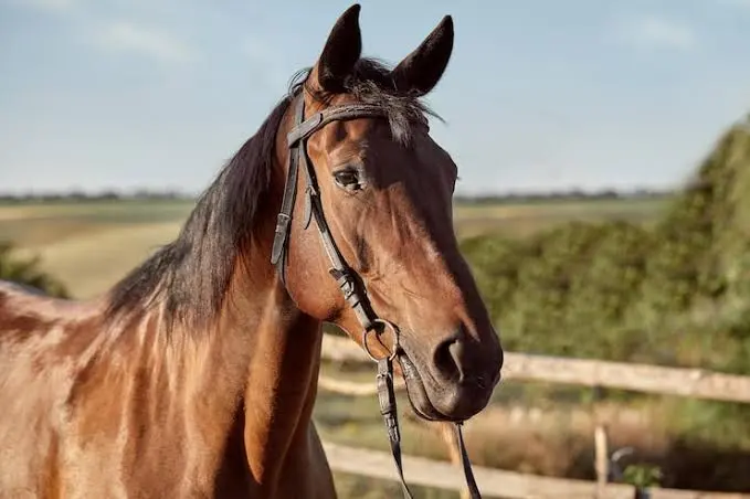 acidente cavalo criança em Bela Vista de Goiás