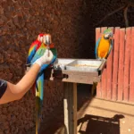 Cuidados animais zoológico em Goiânia durante mudanças de temperatura