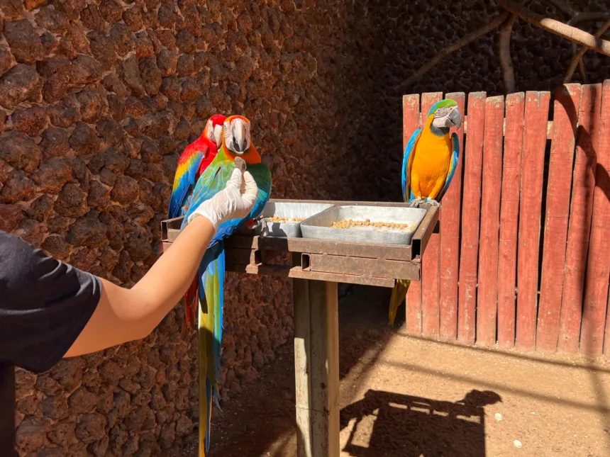 Cuidados animais zoológico em Goiânia durante mudanças de temperatura