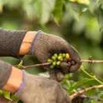 Colheita de café afetada pela chuva no Brasil, preço do café em alta