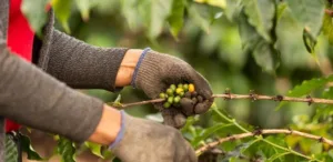 Colheita de café afetada pela chuva no Brasil, preço do café em alta