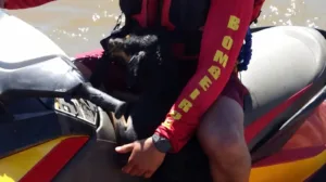 Resgate de cachorro no Rio Araguaia pelos bombeiros