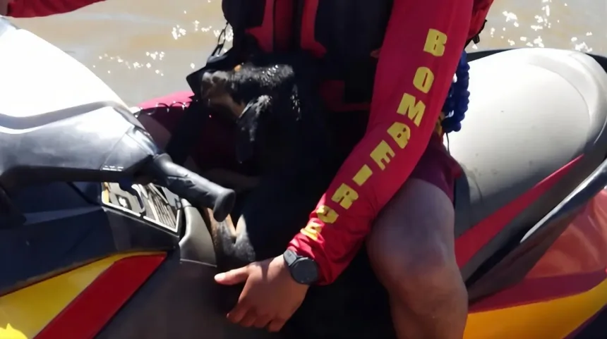 Resgate de cachorro no Rio Araguaia pelos bombeiros
