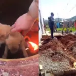 Resgate de filhotes de cachorro presos em tubulação em Goiânia
