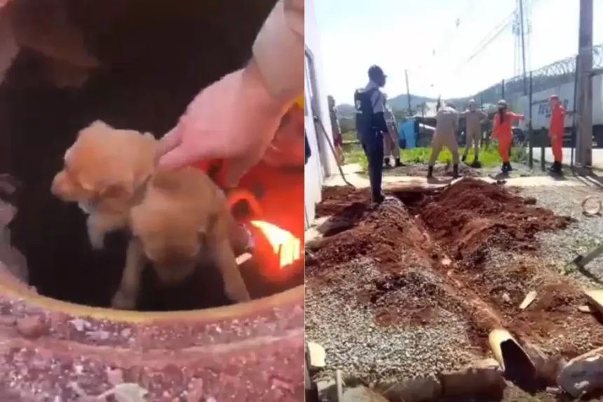 Resgate de filhotes de cachorro presos em tubulação em Goiânia