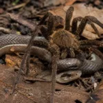 Ranking de mortes por animais na Austrália