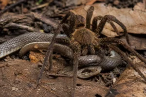 Ranking de mortes por animais na Austrália
