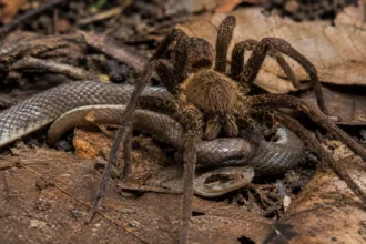 Ranking de mortes por animais na Austrália