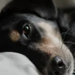 Caso de omissão de socorro animal em clínica de Goiânia