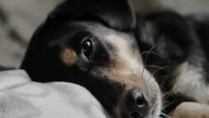 Caso de omissão de socorro animal em clínica de Goiânia