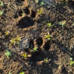Pegadas de onça-pintada na praia do Araguaia
