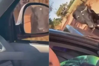 Homem investigado por maus-tratos a animais em Goiás