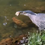 Pássaro usa pão para pescar peixe em lago de Goiânia