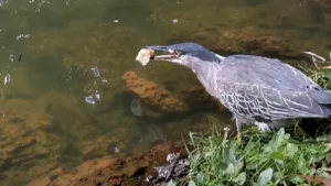 Pássaro usa pão para pescar peixe em lago de Goiânia