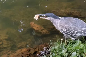 Pássaro usa pão para pescar peixe em lago de Goiânia