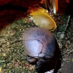 Tartarugas mortas em Jataí com sinais de agressão