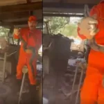 Jiboia capturada em galinheiro de Goiânia após ataque a pintinhos