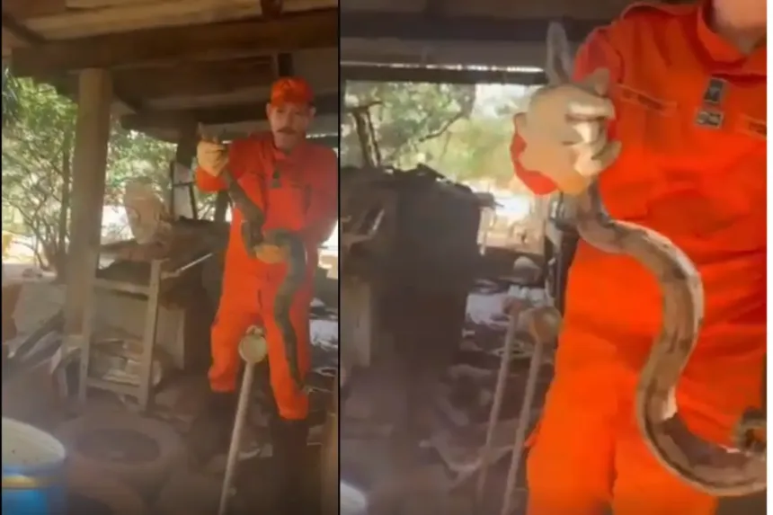 Jiboia é capturada após atacar pintinhos em galinheiro de Goiânia 1 Jiboia capturada em galinheiro de Goiânia após ataque a pintinhos