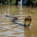 Cobras venenosas na China invadem ruas após inundação