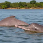 Boto-do-Araguaia encontrado no Rio Araguaia