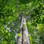 Alerta de desmatamento na Amazônia em 2026