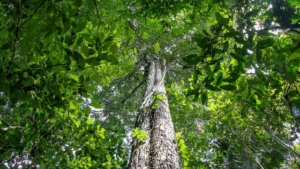 Alerta de desmatamento na Amazônia em 2026