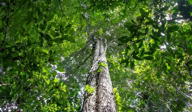 Alerta de desmatamento na Amazônia em 2026
