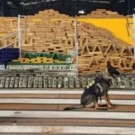 Apreensão de drogas em Goiás em 2025