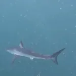 Tubarão-mako nadando rapidamente em Paraty