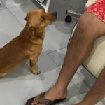 Cachorro acompanha tutor do resgate à alta médica