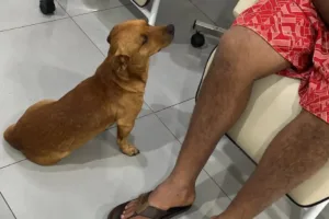 Cachorro acompanha tutor do resgate à alta médica
