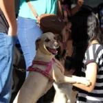 Castração gratuita de cães e gatos em Goiânia
