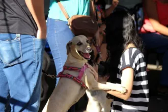 Castração gratuita de cães e gatos em Goiânia
